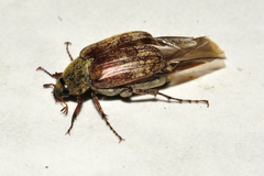 Isonychus arizonensis