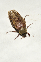 Isonychus arizonensis