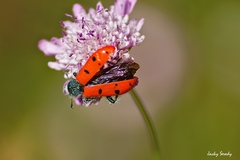 Trichodes octopunctatus