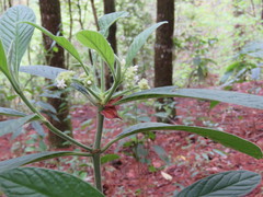 Psychotria jinotegensis