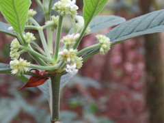 Psychotria jinotegensis