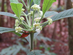 Psychotria jinotegensis