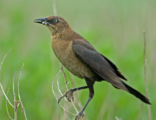 Boat-tailed Grackle, photo 7 of 10