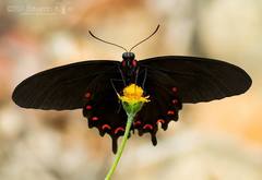 Parides montezuma