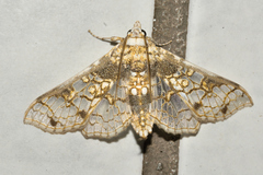 Megastes praxiteles