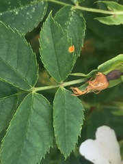 Phragmidium