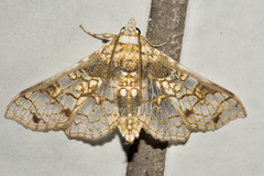 Megastes praxiteles