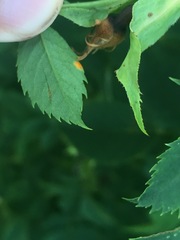 Phragmidium