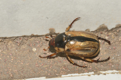 Paranomala hoepfneri