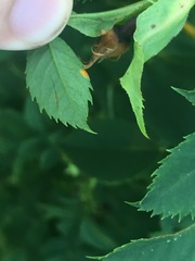 Phragmidium