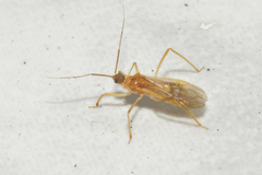 Saicinae