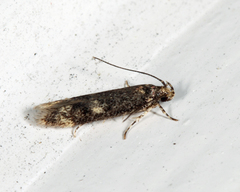 Trypanisma prudens