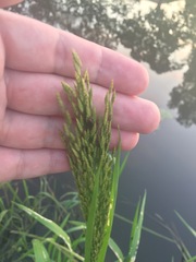 Glyceria maxima