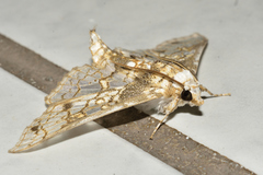 Megastes praxiteles