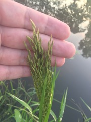 Glyceria maxima