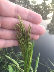Glyceria maxima