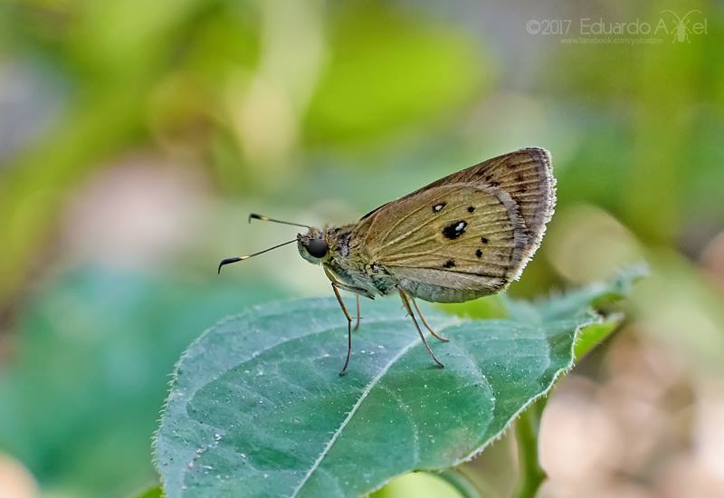 Pheraeus