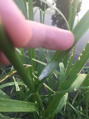 Glyceria maxima