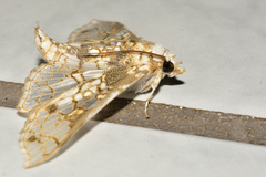 Megastes praxiteles