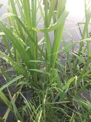 Glyceria maxima