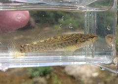 Etheostoma crossopterum