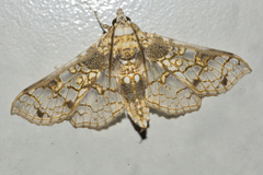 Megastes praxiteles