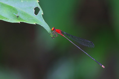 Pseudagrion ustum