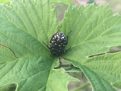 Oxythyrea funesta