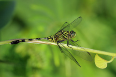Orthetrum serapia