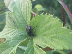 Oxythyrea funesta