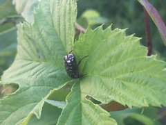 Oxythyrea funesta