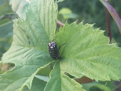 Oxythyrea funesta