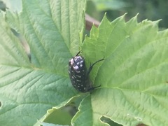 Oxythyrea funesta