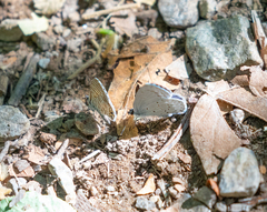 Celastrina echo