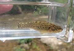Etheostoma crossopterum