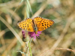 Argynnis