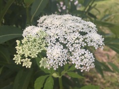 Aegopodium podagraria