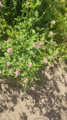 Trifolium pratense
