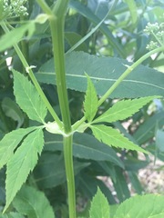 Aegopodium podagraria