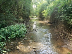 Etheostoma crossopterum