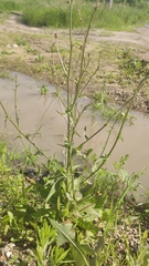 Cichorium intybus