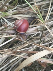 Cepaea nemoralis