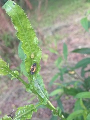 Harmonia axyridis
