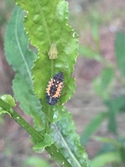 Harmonia axyridis