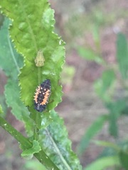 Harmonia axyridis