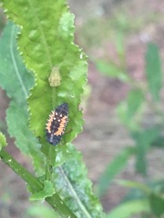 Harmonia axyridis