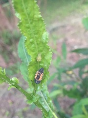 Harmonia axyridis
