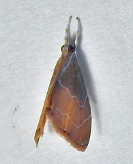 Glaphyria peremptalis