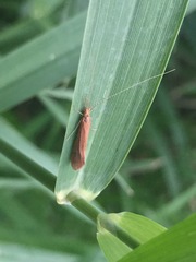 Trichoptera