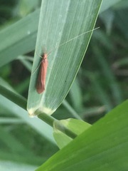 Trichoptera